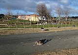 &THORN;ri&eth;judagskv&ouml;ldfer&eth;ir &Iacute;FHK 2020